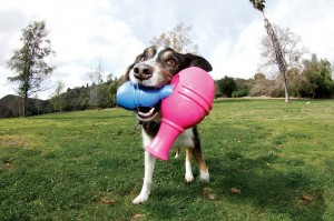 Toys That Stimulate a Dog's Mind | Pet Age
