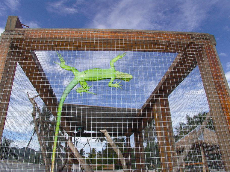 mesh reptile enclosure