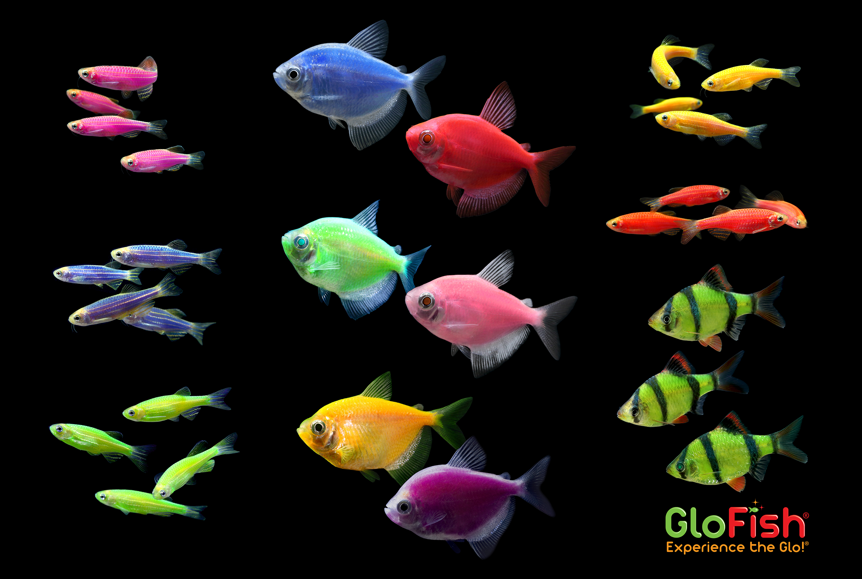 10+ Fish Starts With G