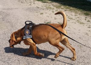 bloodhound-k9-deputy-radar