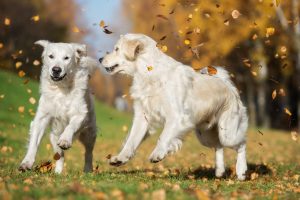 two happy golden retriever dogs running together