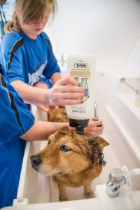 bathe-to-save-wahl-shampoo