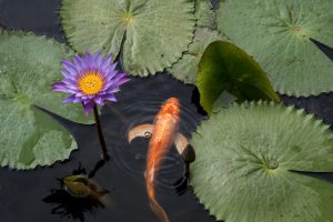 Lotus in pond with a goldfish