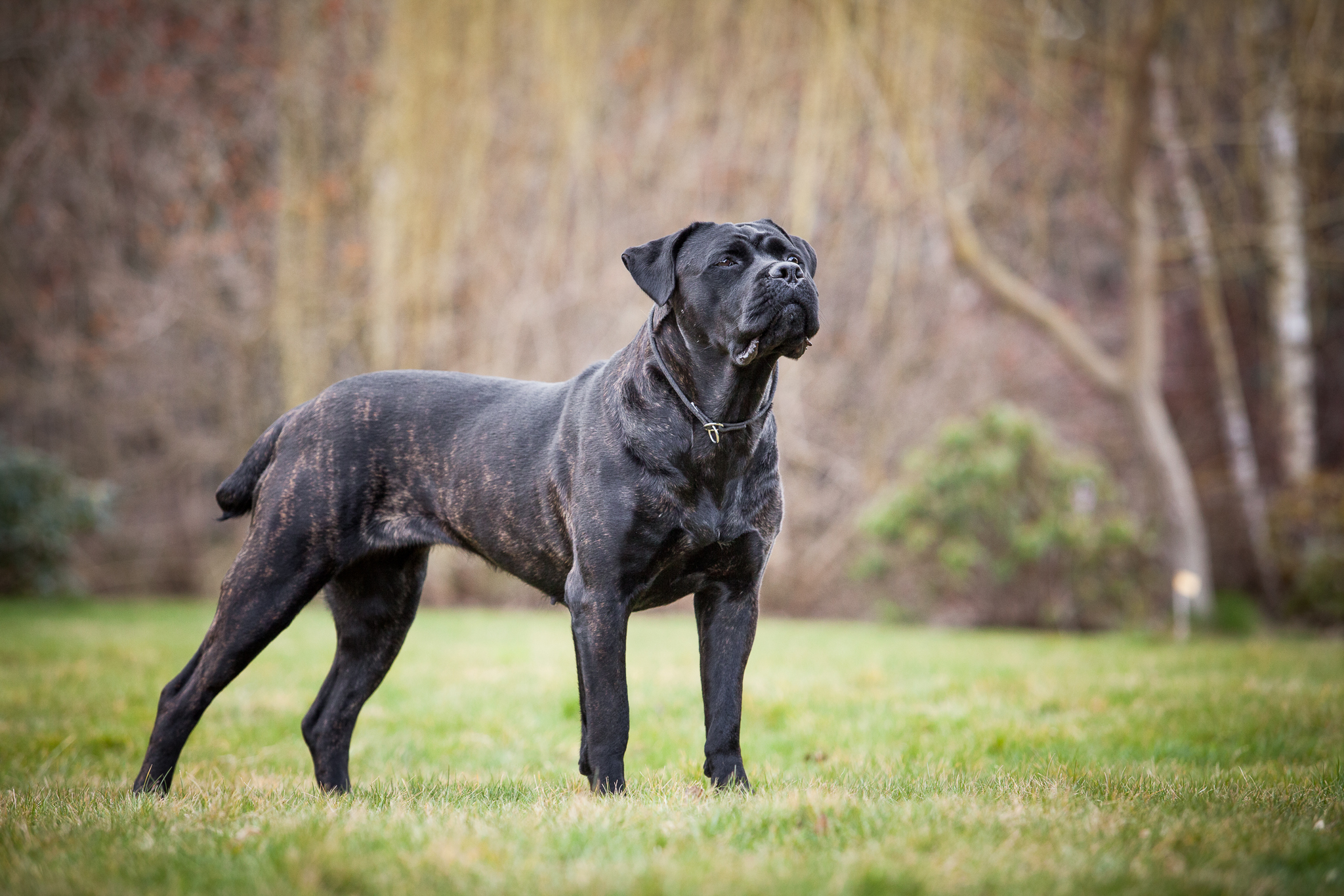 Can withstand Finite truck Cane Corso Longevity Study Announced | Pet Age