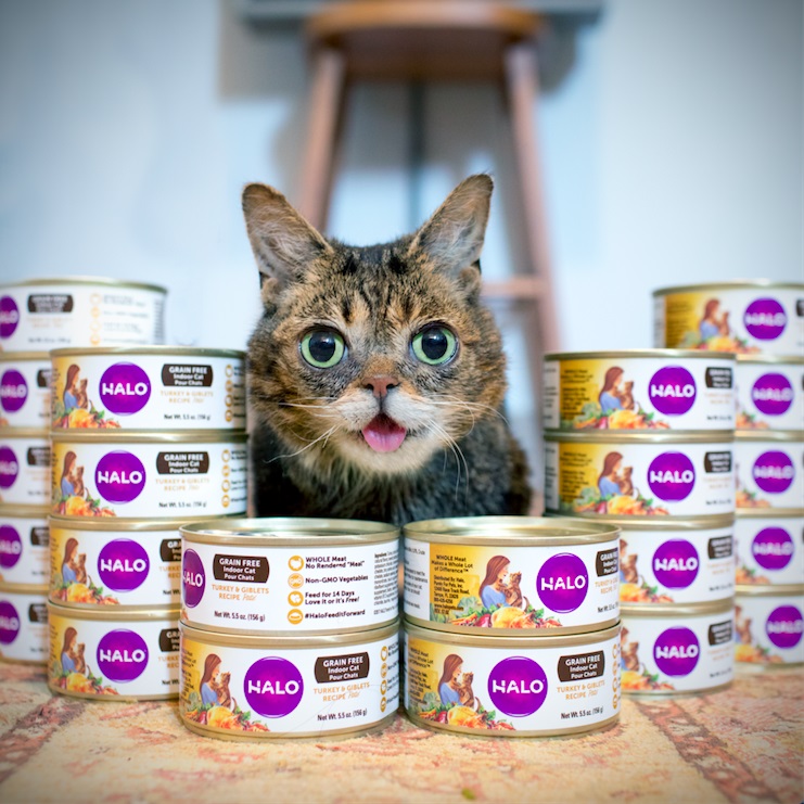 Lil BUB, Halo to Donate Cat Food in Honor of National Cat Day Pet Age