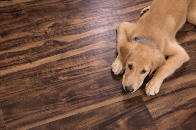 Cali Vinyl Pet Friendly Flooring Age, Are Bamboo Floors Durable For Dogs
