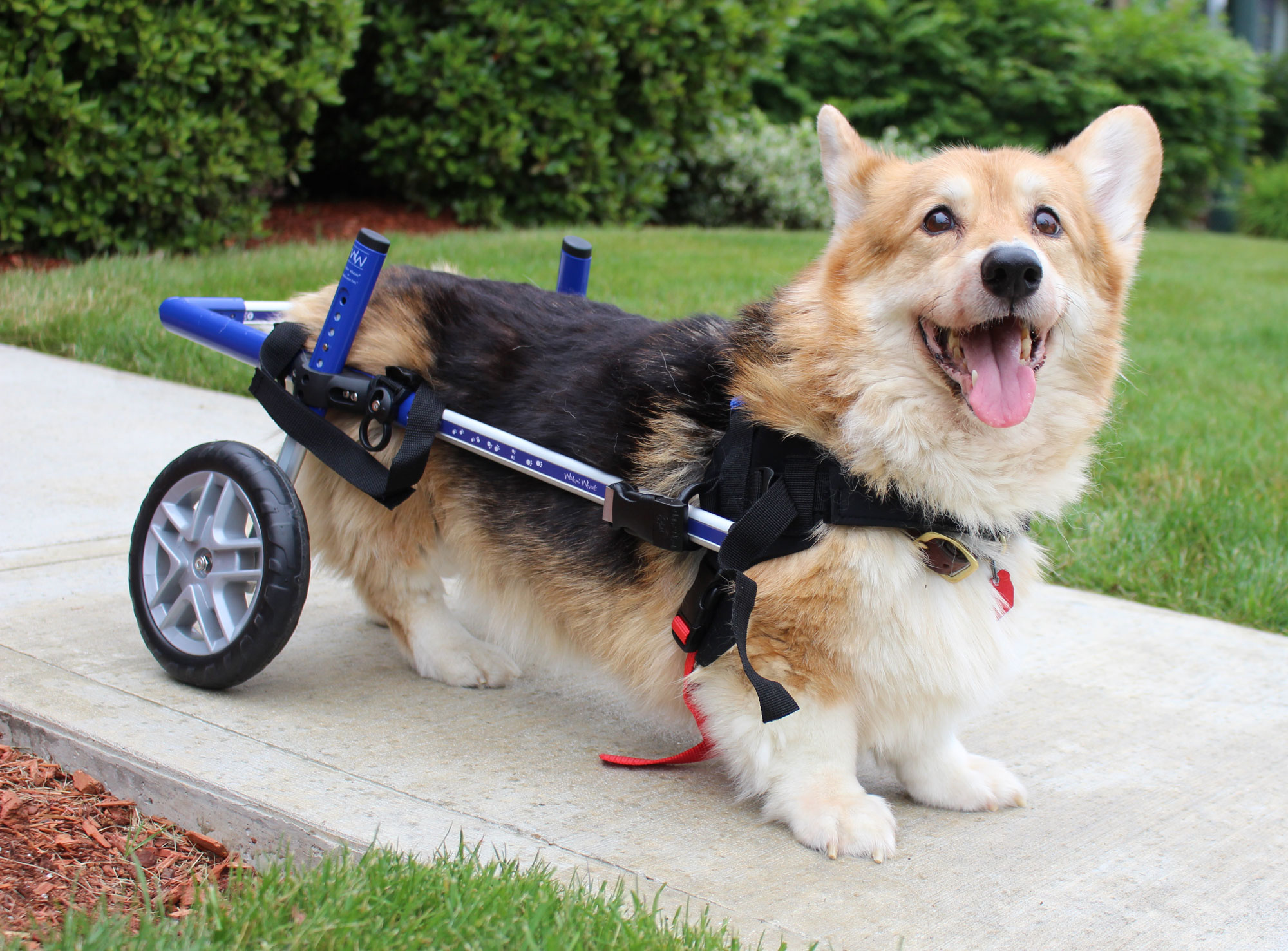 Dog Wheelchair For Corgis, Walkin' Wheels Corgi Cart
