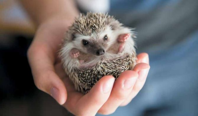 Consider Stocking the 'Exotic' Small Animals and their Products | Pet Age