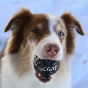 Holiday - Coal ball_Planet Dog
