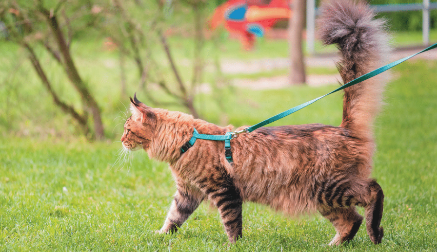 Strollers, Harnesses and Catios Offer Felines More Freedom | Pet Age