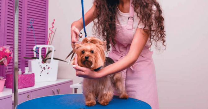 Make Safety of Pets, Humans a Top Priority in Grooming | Pet Age