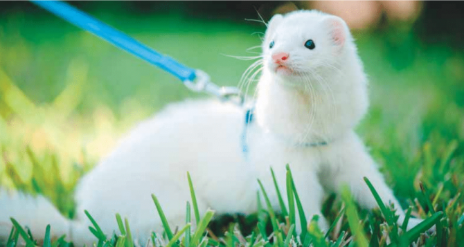 ferrets and mice