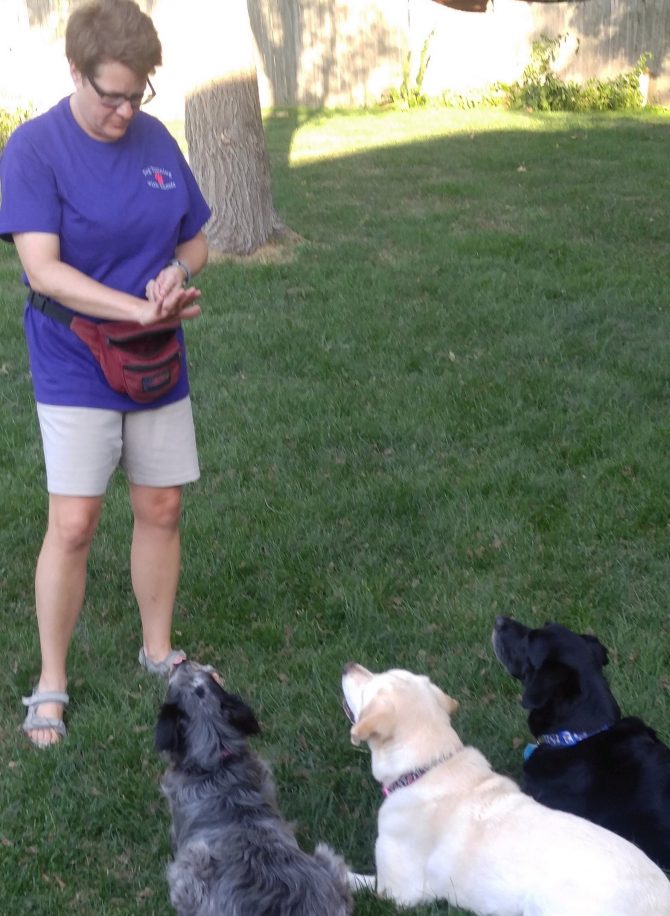 Animal Behavior College Graduate Uses Dog Trainer Skills to Help Shelter  Dogs | Pet Age