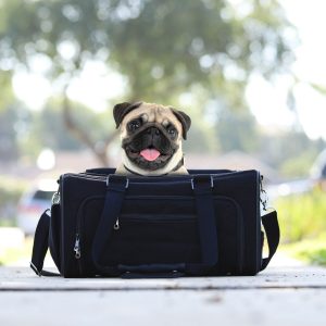 Hip-Doggie-Hemp-Eco-Pet-Carrier