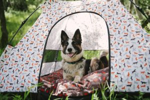 PLAY Scout & About Outdoor Tent Vanilla