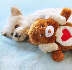 SmartPet Love Snuggle Puppy carebear brownie