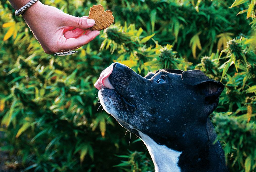 CBD Pet Products are Riding High