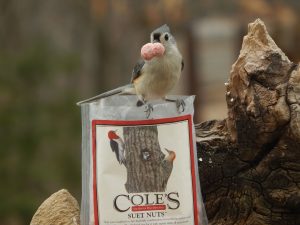 Coles Bird Feed