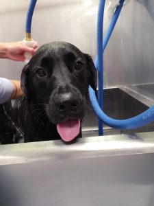 Dog in self wash