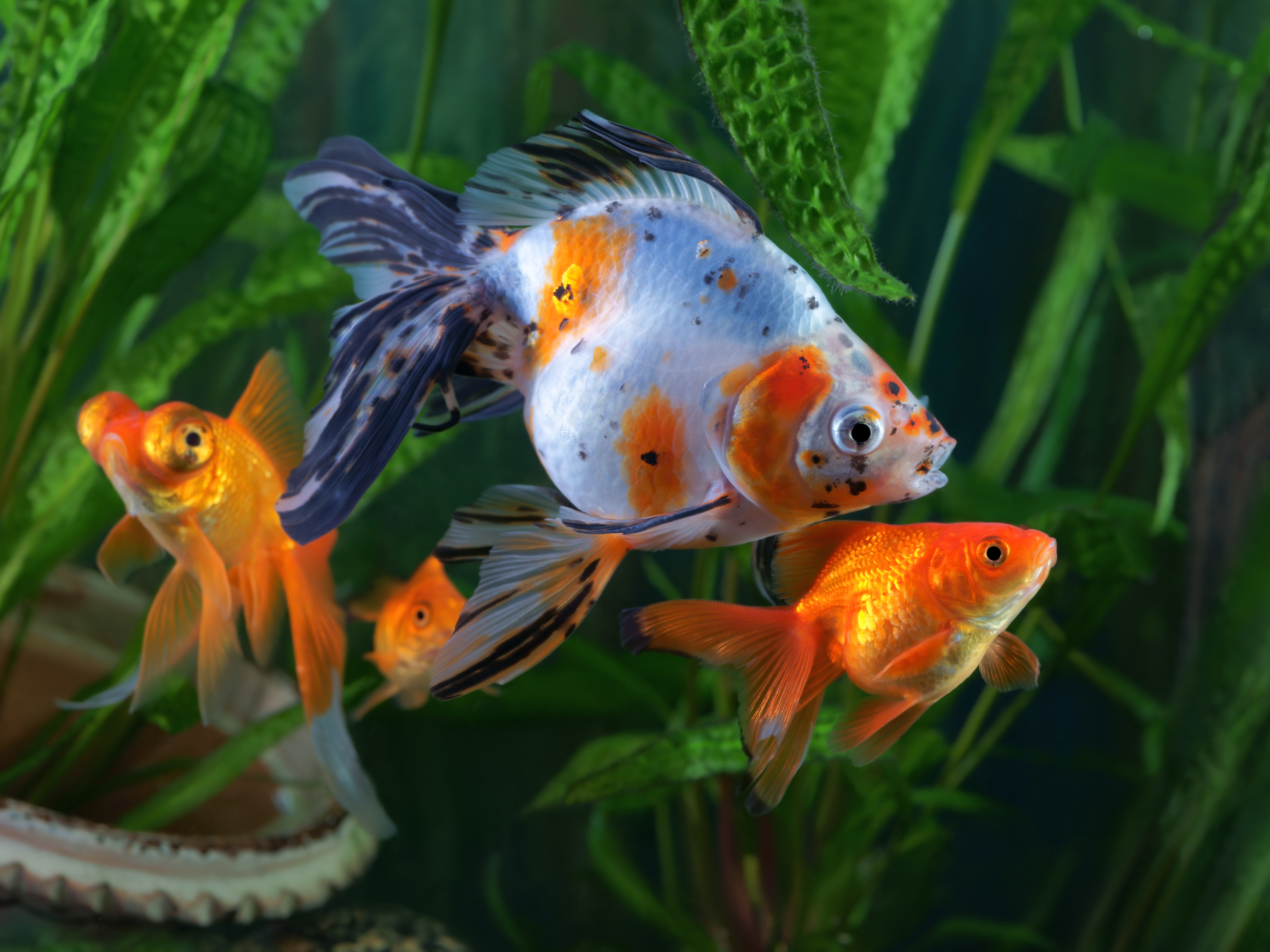 Introducing the Tetra® Brand Goldfish Program 