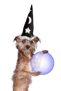 A cute scruffy Terrier mixed breed dog wearing a wizard hat while standing up and holding a crystal fortune telling ball in his paws