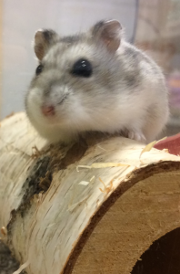 Supreme Petfoods_resident hamster Max 2