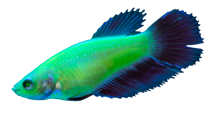 GloFish Introduces New Betta Species to Family of Fluorescent Fish | Pet Age