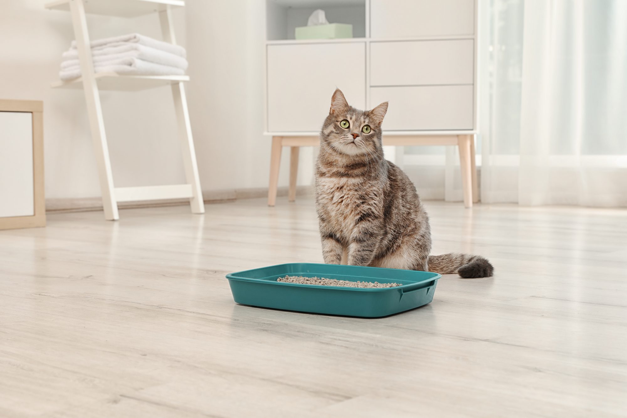 Double-Layer Cat Litter Trapping Mat - Sophyy