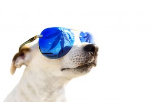Cute dog Jack Russell in sunglasses. The glass reflects a leaf of cannabis marijuana. Isolated on a white background.