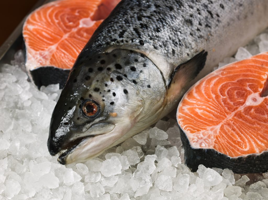Brilliant Salmon Oil Launches in North America Pet Age