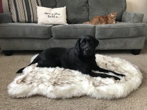 pup rug faux fur memory foam orthopedic bed