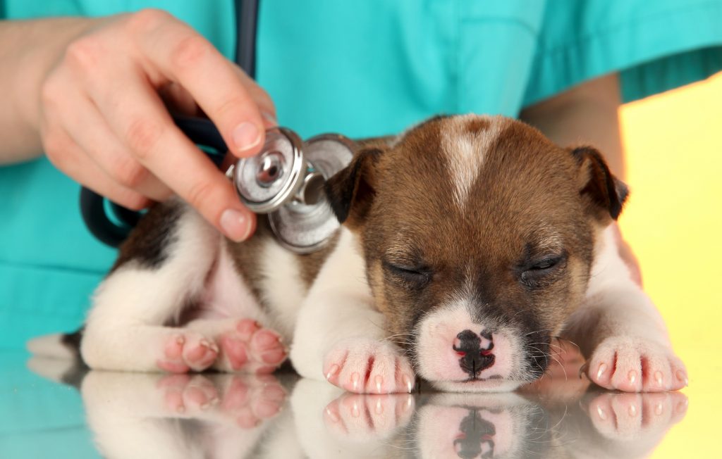 Ветеринарная аптечка для собак. Pet age
