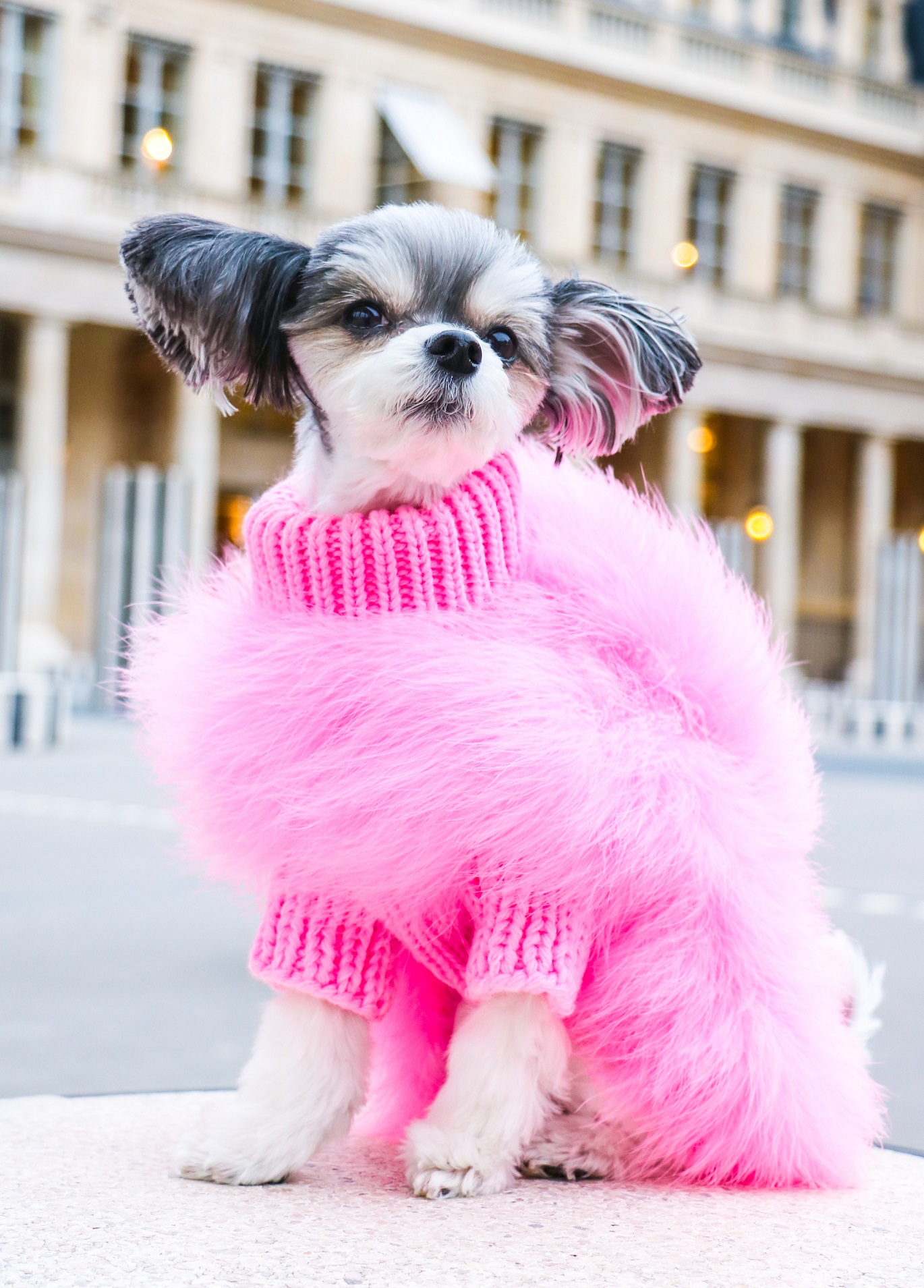 The internet is living for this dog's spiky, neon-pink outfit to