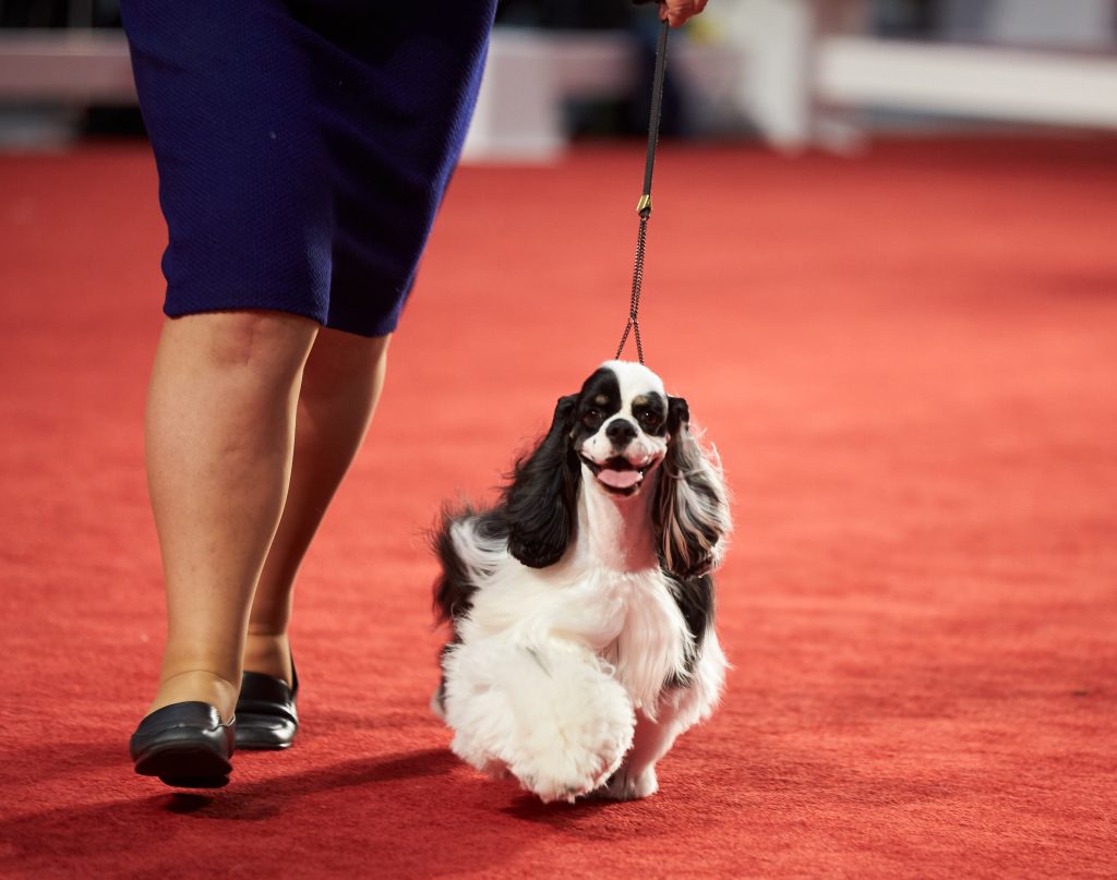 AKC National Championship Dog Show to Air Sunday on ABC Pet Age