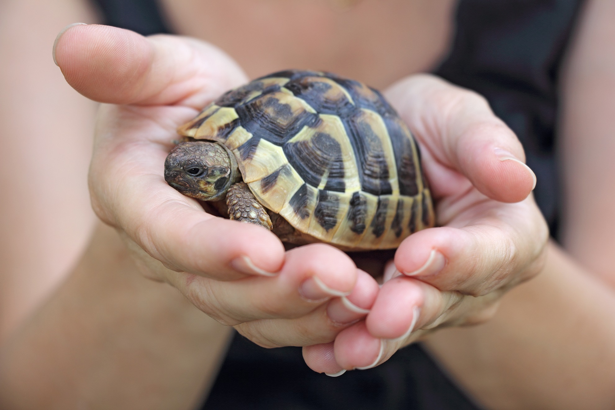 Salmonella Outbreaks Linked to Small Turtles