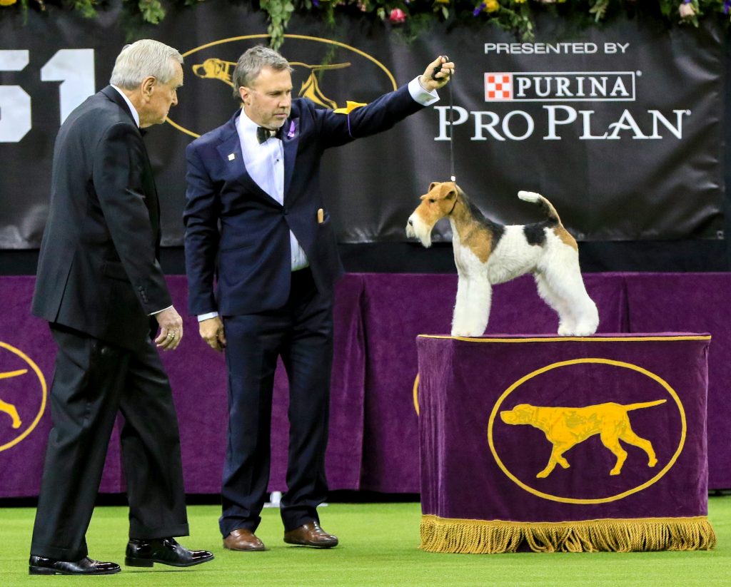 Westminster Kennel Club The 2022 dog show returns to New York Wolfhond