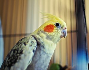 Cockatiel bird inside cage
