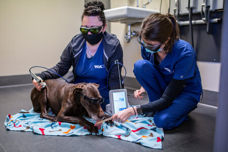 VCA Impact Report Paves Way for Future of Veterinary Medicine | Pet Age