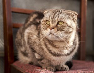  Scottish Fold, old senior geriatric cat feline