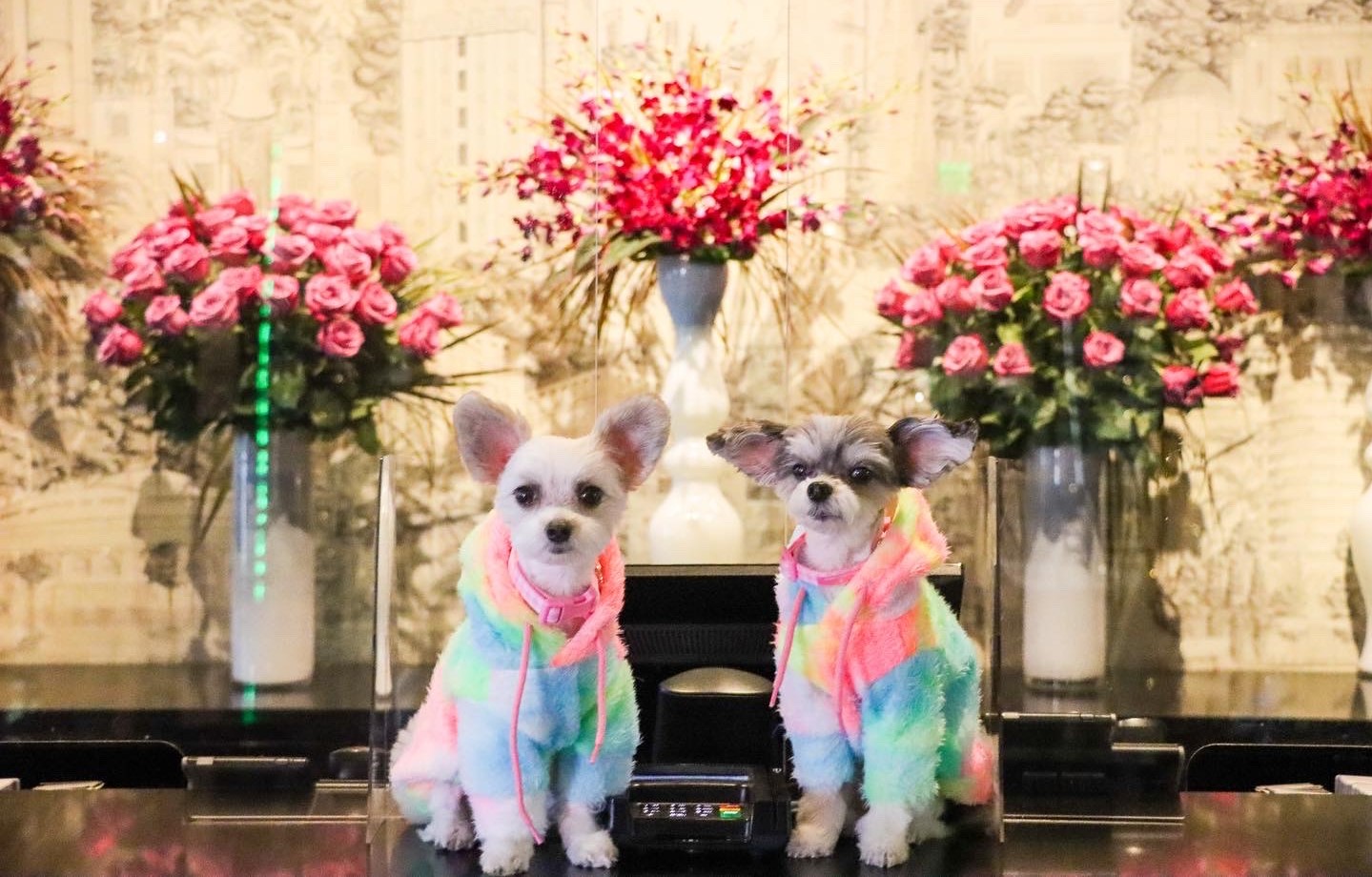 Dog Hoodie Fashion Victim Luxury Pet Clothes Trendy Famous brand