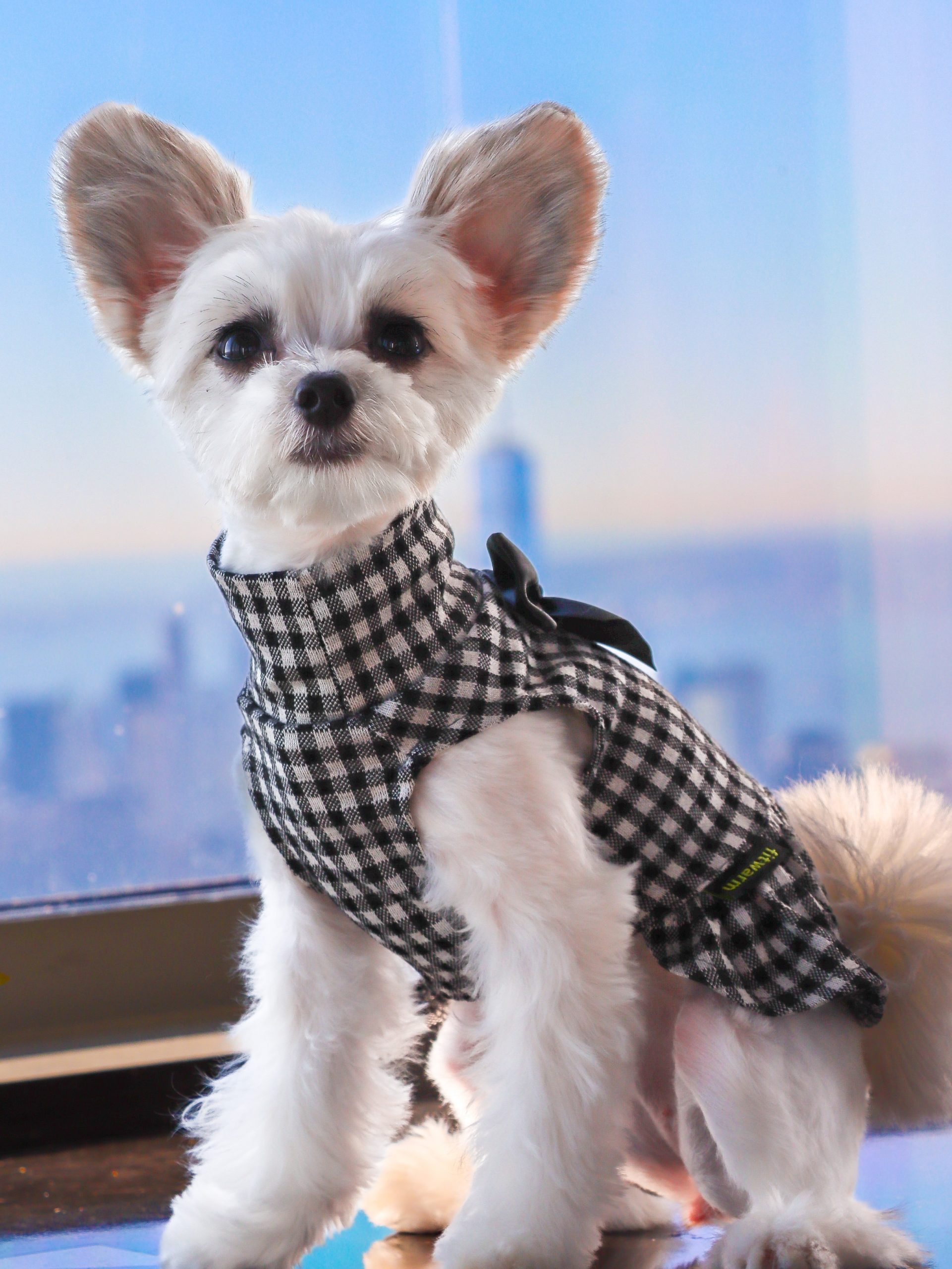 Make Way For Luxury Pet Accessories And Fashion From The Finest