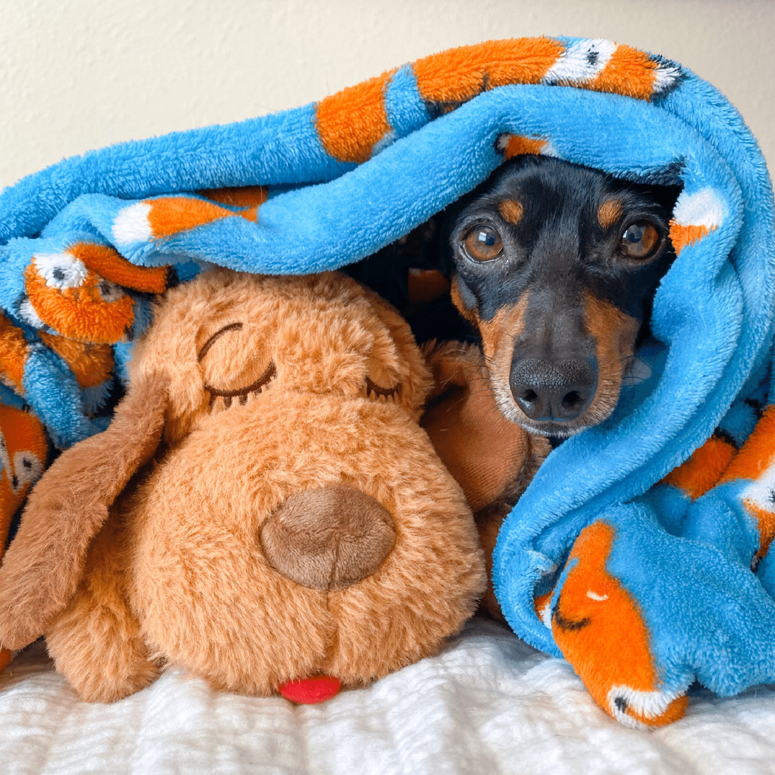 Best Separation Anxiety Dog Toys According to Pet Parents Like You