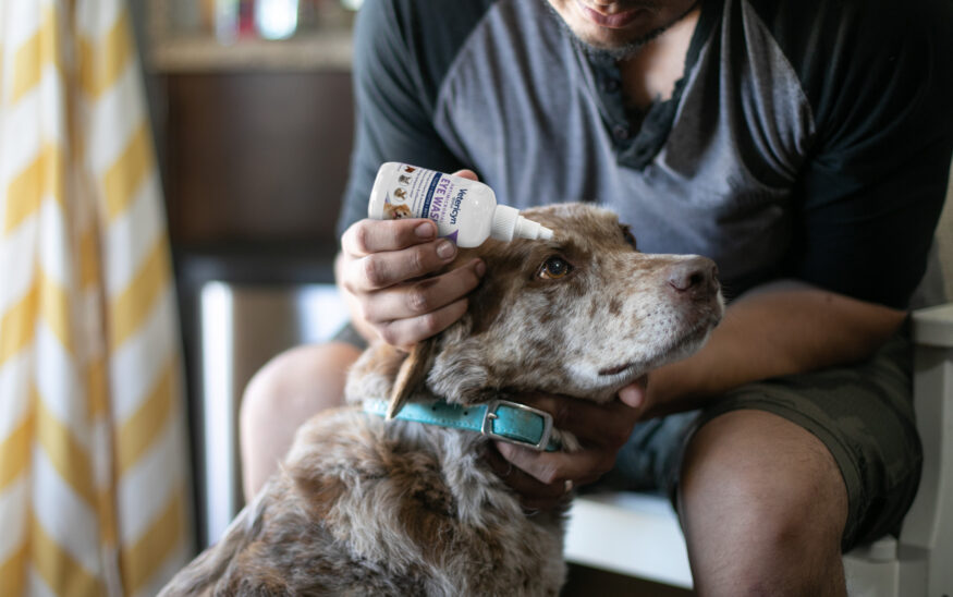 Retailer Knowledge of Pet Wellness, First Aid Will Earn Them Customer  Loyalty