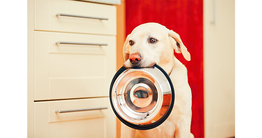 Dog Bowls  The Best Dog Bowls for Every Kind of Dog
