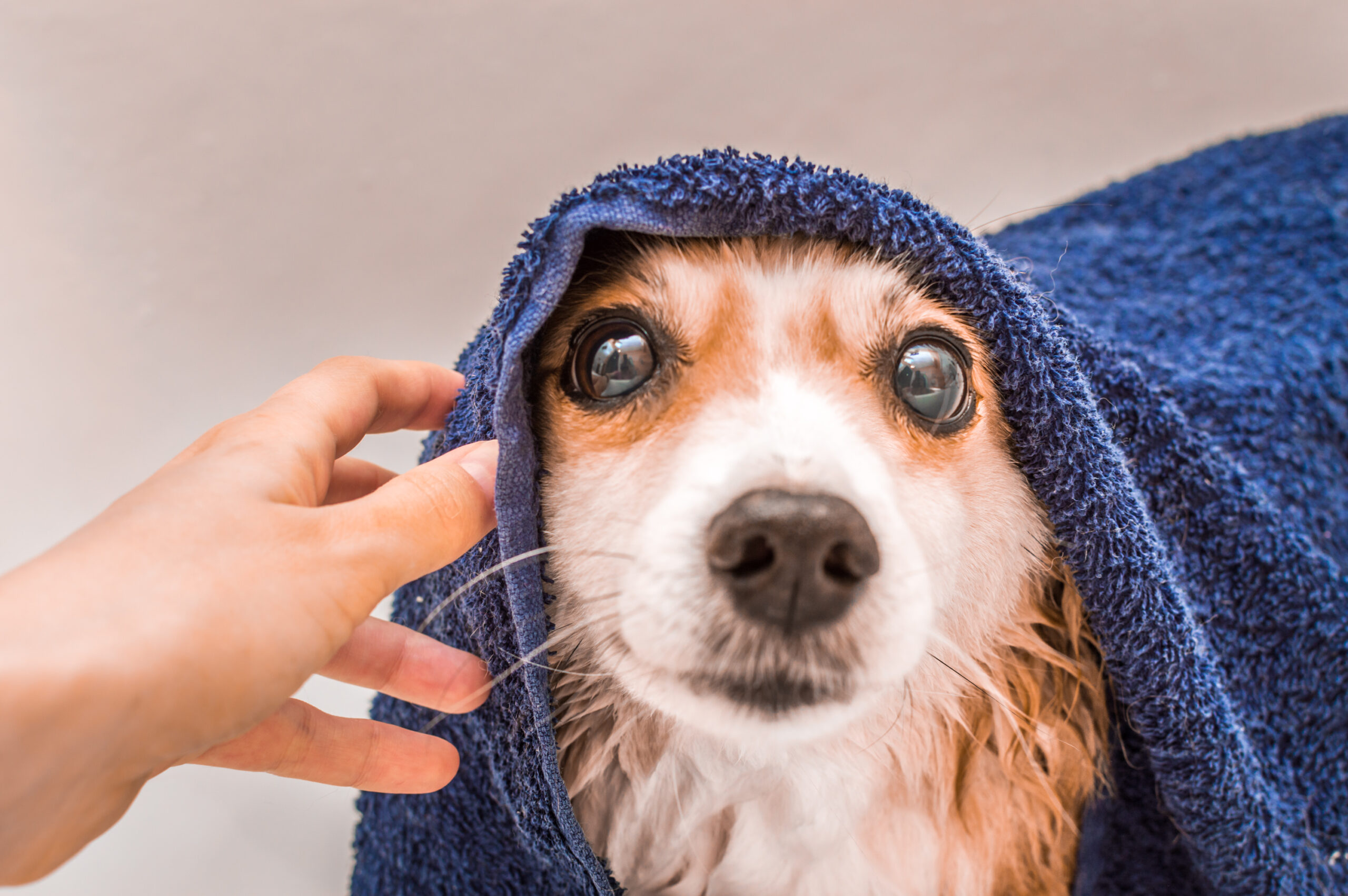 Bobbi Panter Botanicals Refreshing Dog Shampoo