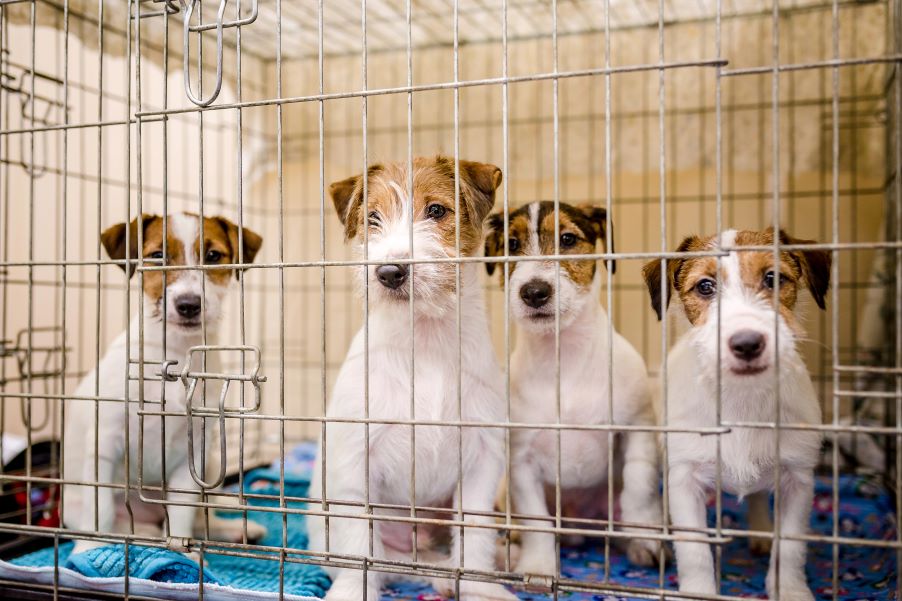 Best Friends Animal Society CEO Announces Idaho, Montana are Declared No-Kill States