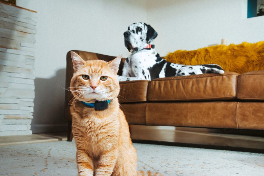 Fi, Verizon Partnership to Integrate Connected Pet Care into the Modern Family E...