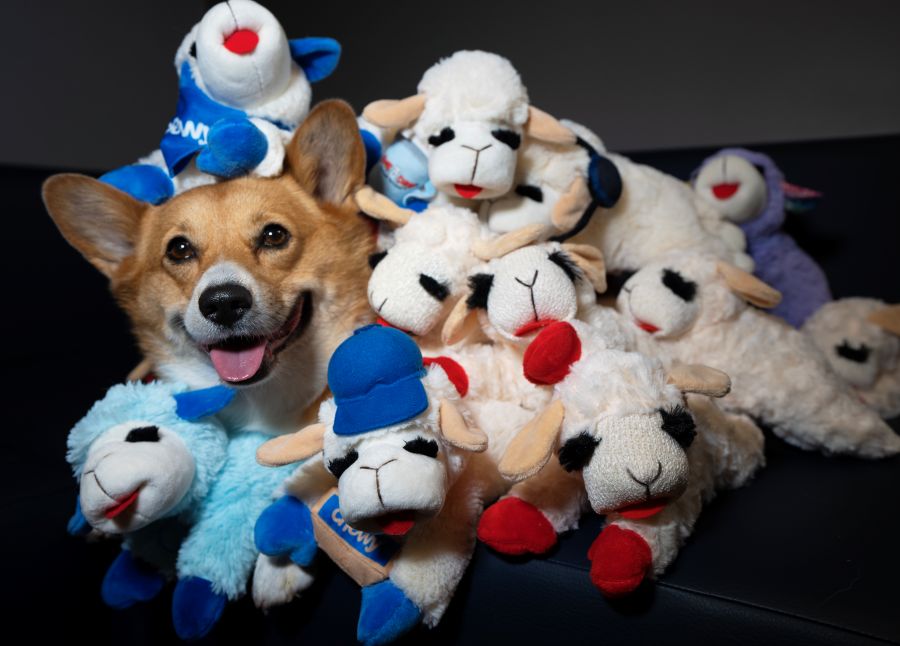 E commerce Pet Leader Chewy Unveils New Exclusive Lamb Chop Dog