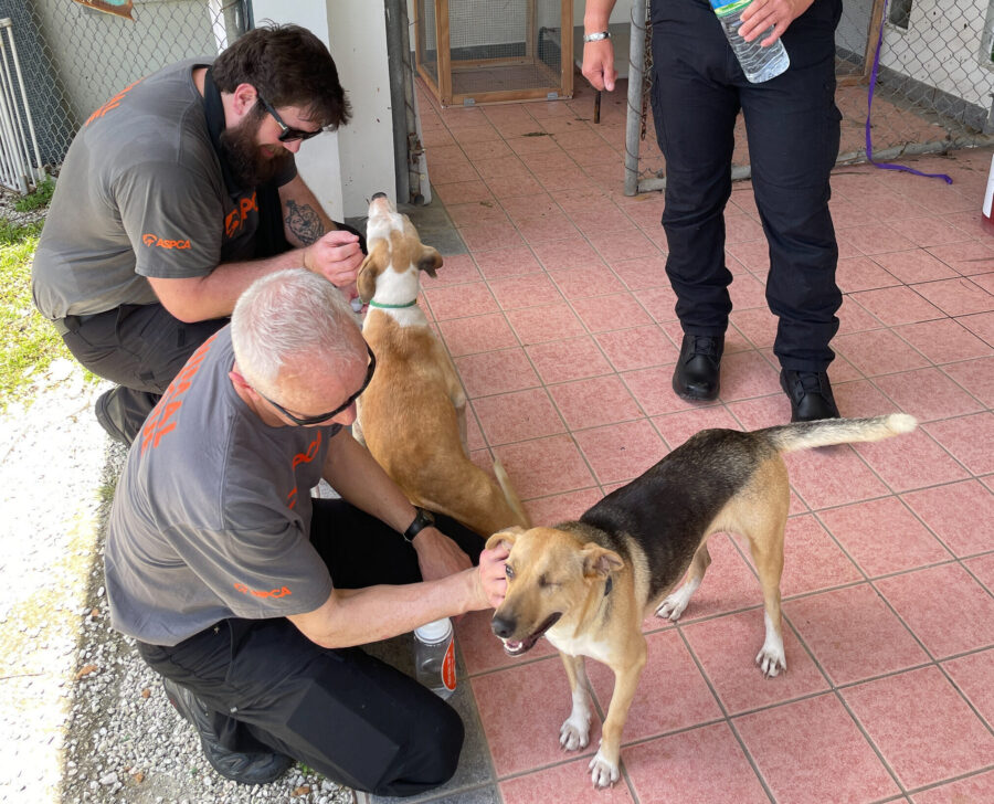ASPCA Disaster Response Team in Northern Mariana Islands to Assist with Typhoon Response Efforts