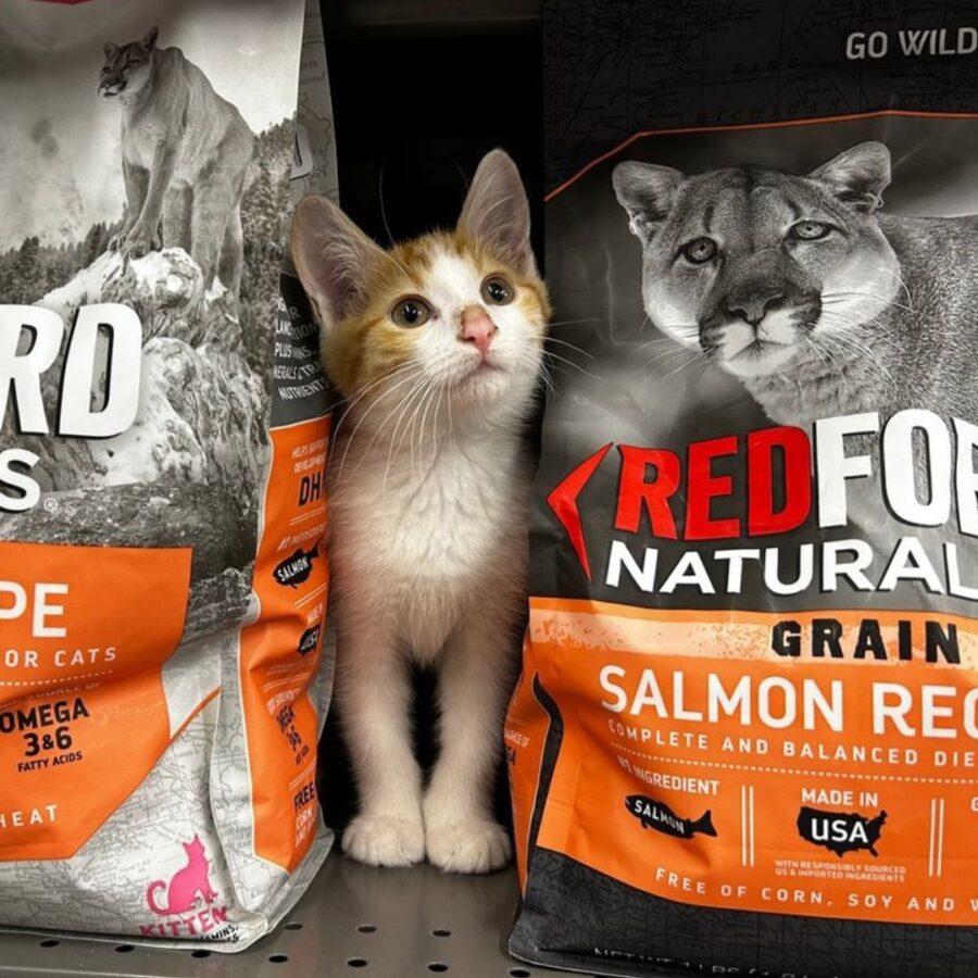 Detroit-Area Rescues Join Pet Supplies Plus in Michigan for ‘Best Adoption Event Ever’